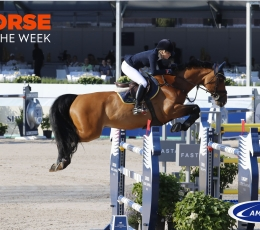 Horse of the week: Stockholm